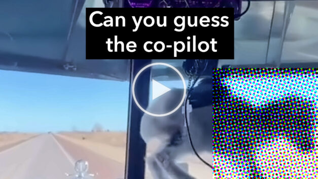 VIDEO: Can you guess this unusual co-pilot?