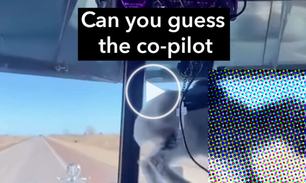VIDEO: Can you guess this unusual co-pilot?