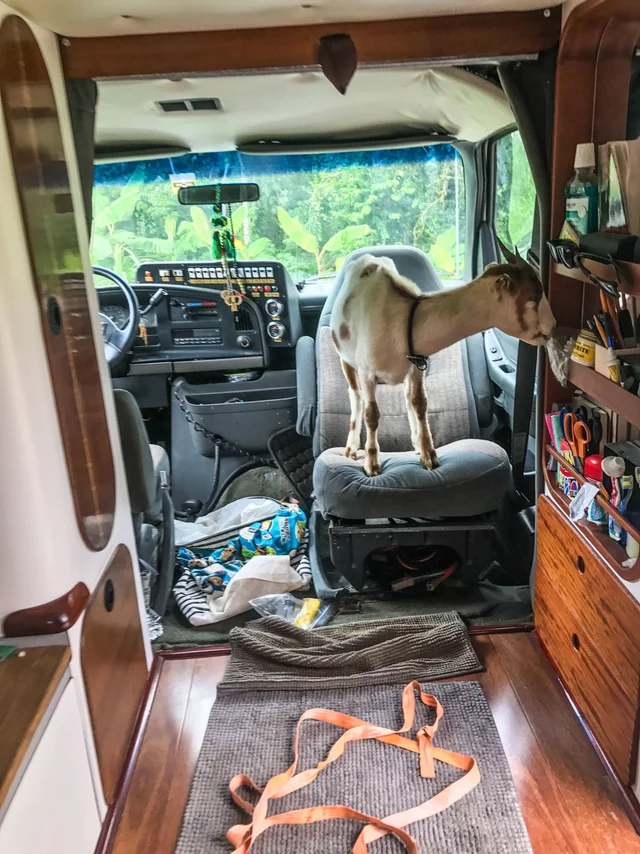 goats as copilots