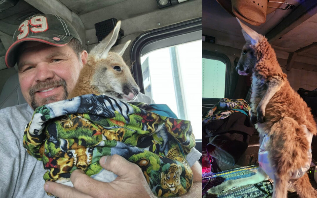 “It’s worth it if it makes someone’s day” — Texas trucker with kangaroo co-pilot explains life on the road.
