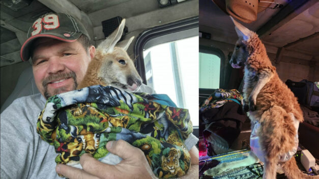 “It’s worth it if it makes someone’s day” — Texas trucker with kangaroo co-pilot explains life on the road.