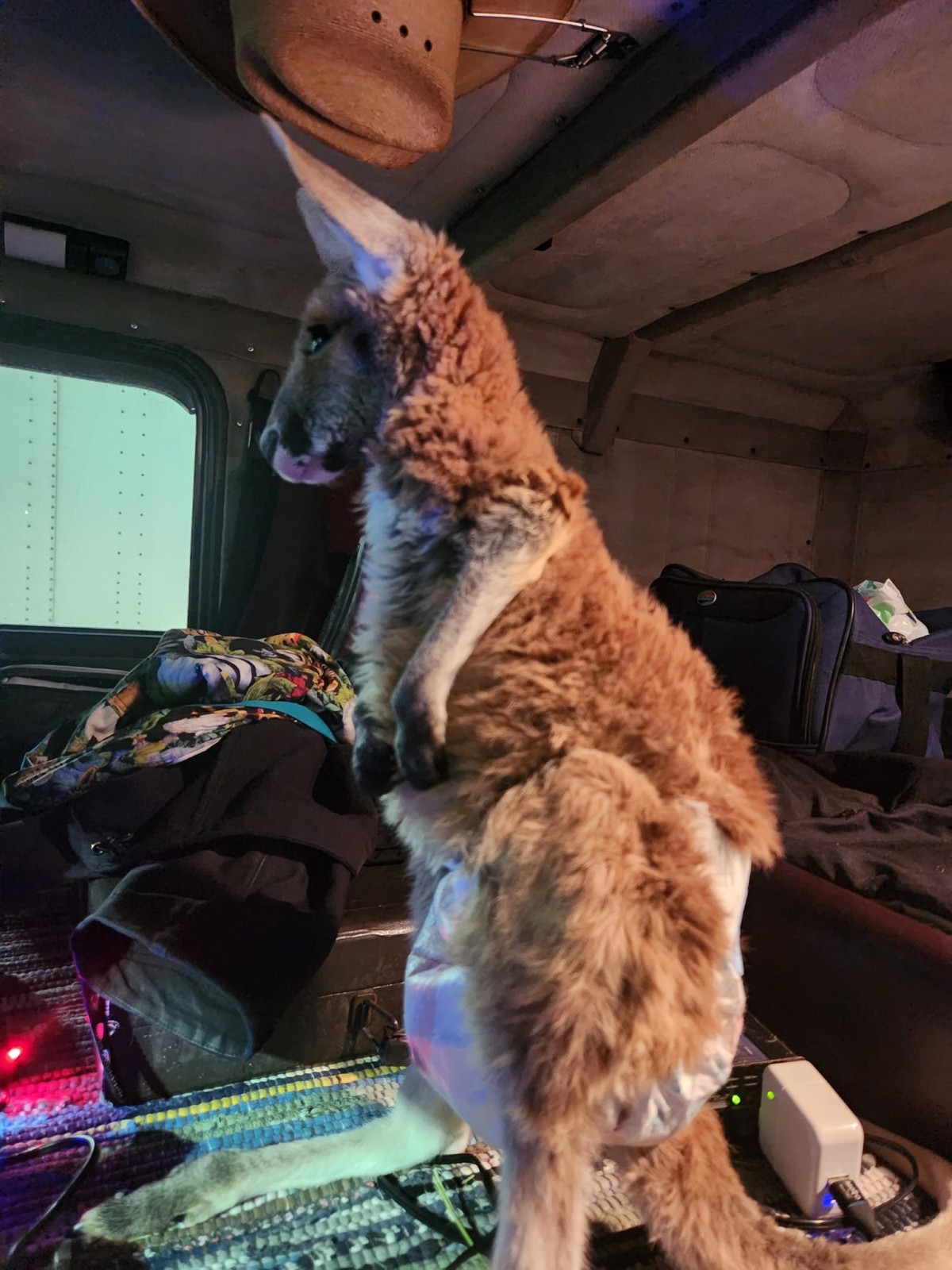 red kangaroo in a truck